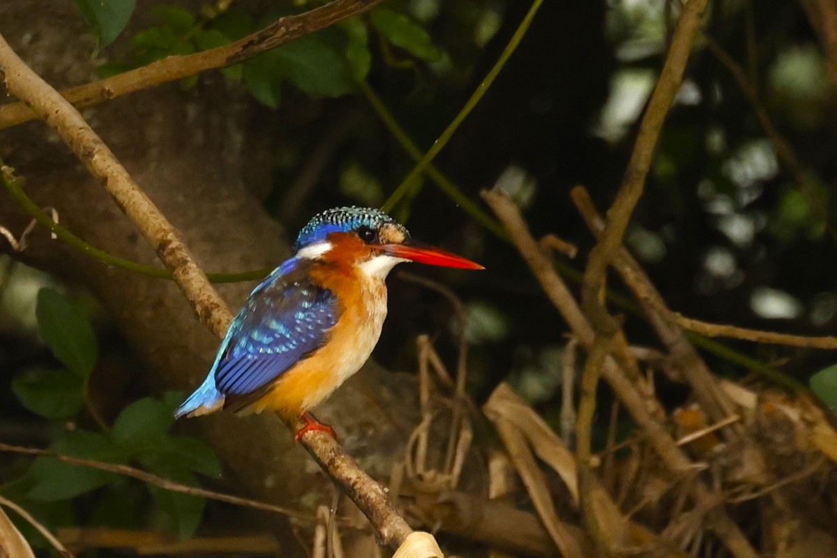 Malachite Kingfisher (Mainland) - John Mills