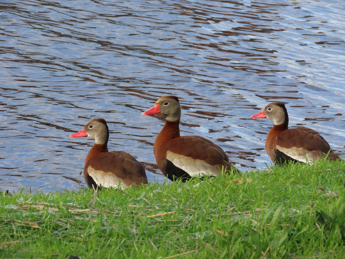 Black-bellied Whistling-Duck - Ed Stonick
