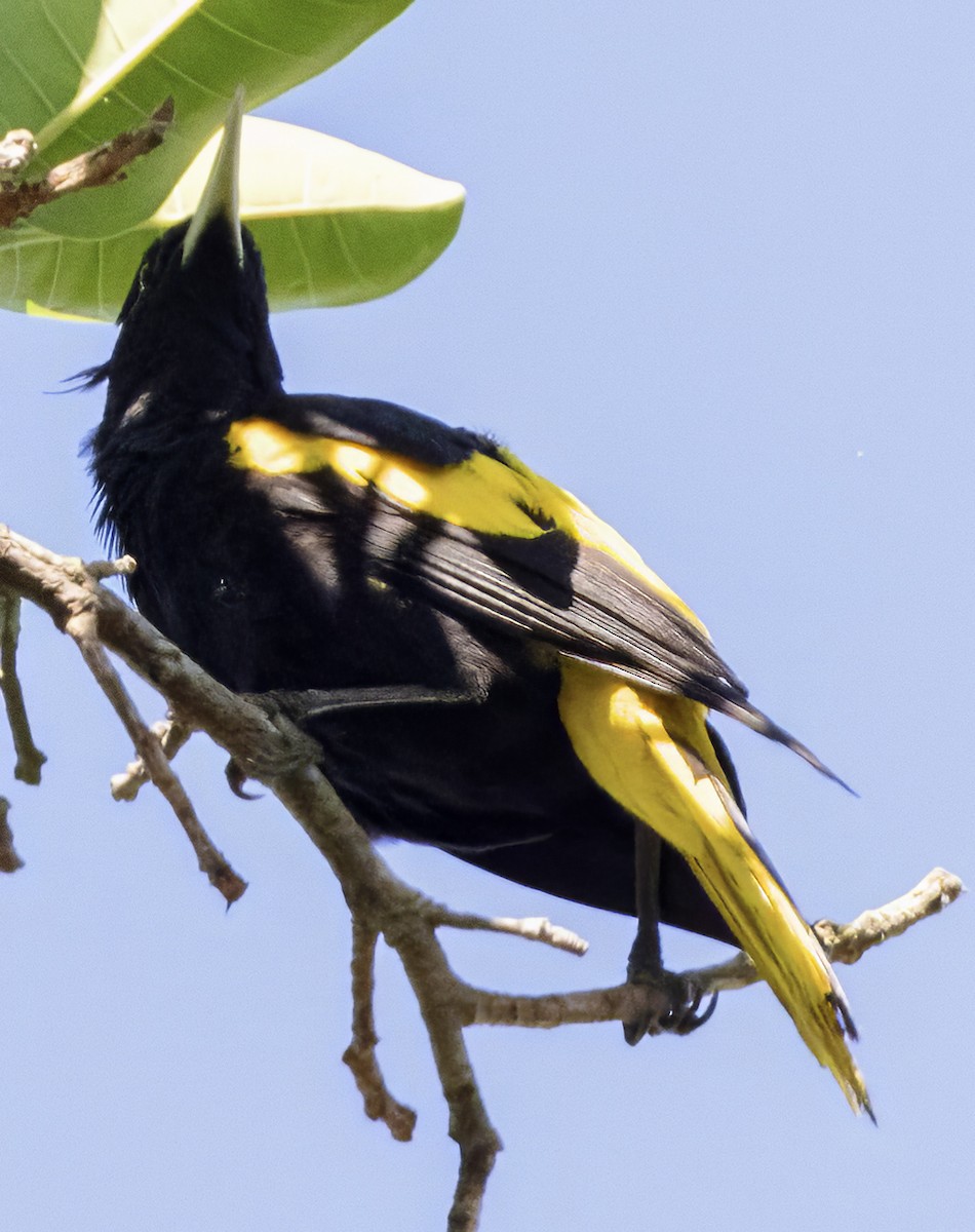 Yellow-winged Cacique - ML617822760