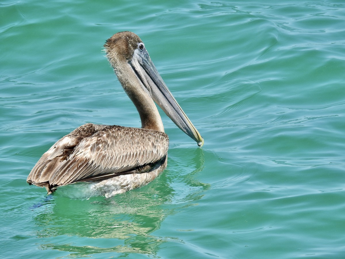 pelikán hnědý - ML617822767