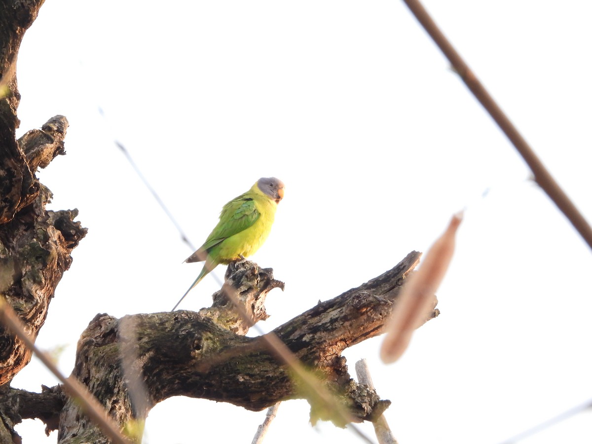 Plum-headed Parakeet - Malyasri Bhattacharya