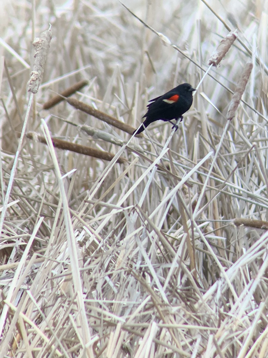 Red-winged Blackbird - Makaila Machilek