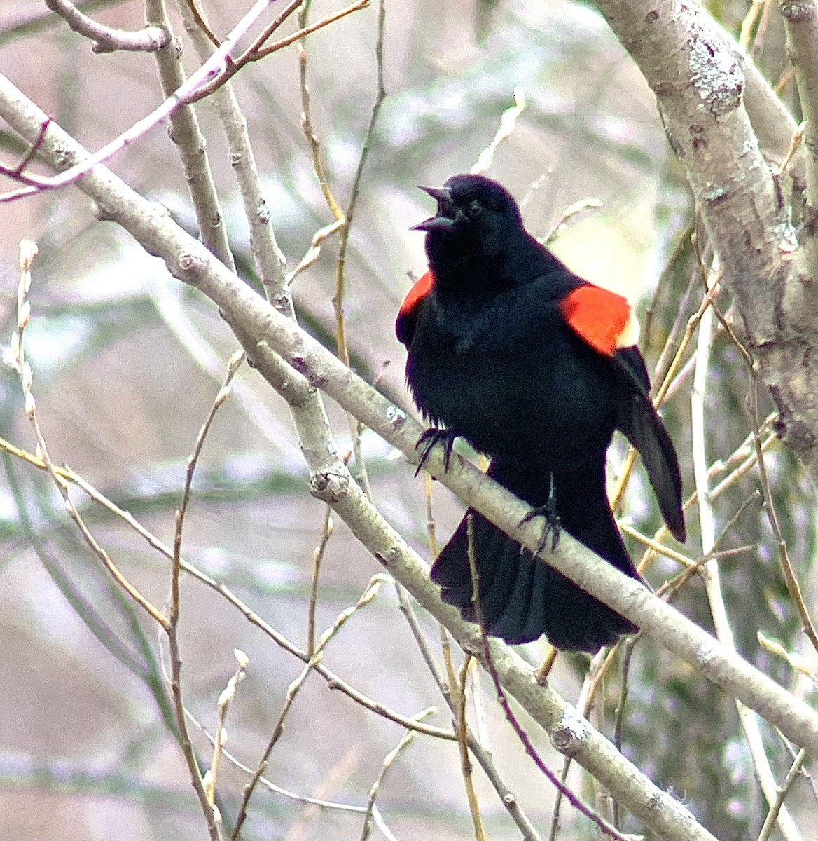 Red-winged Blackbird - ML617822913