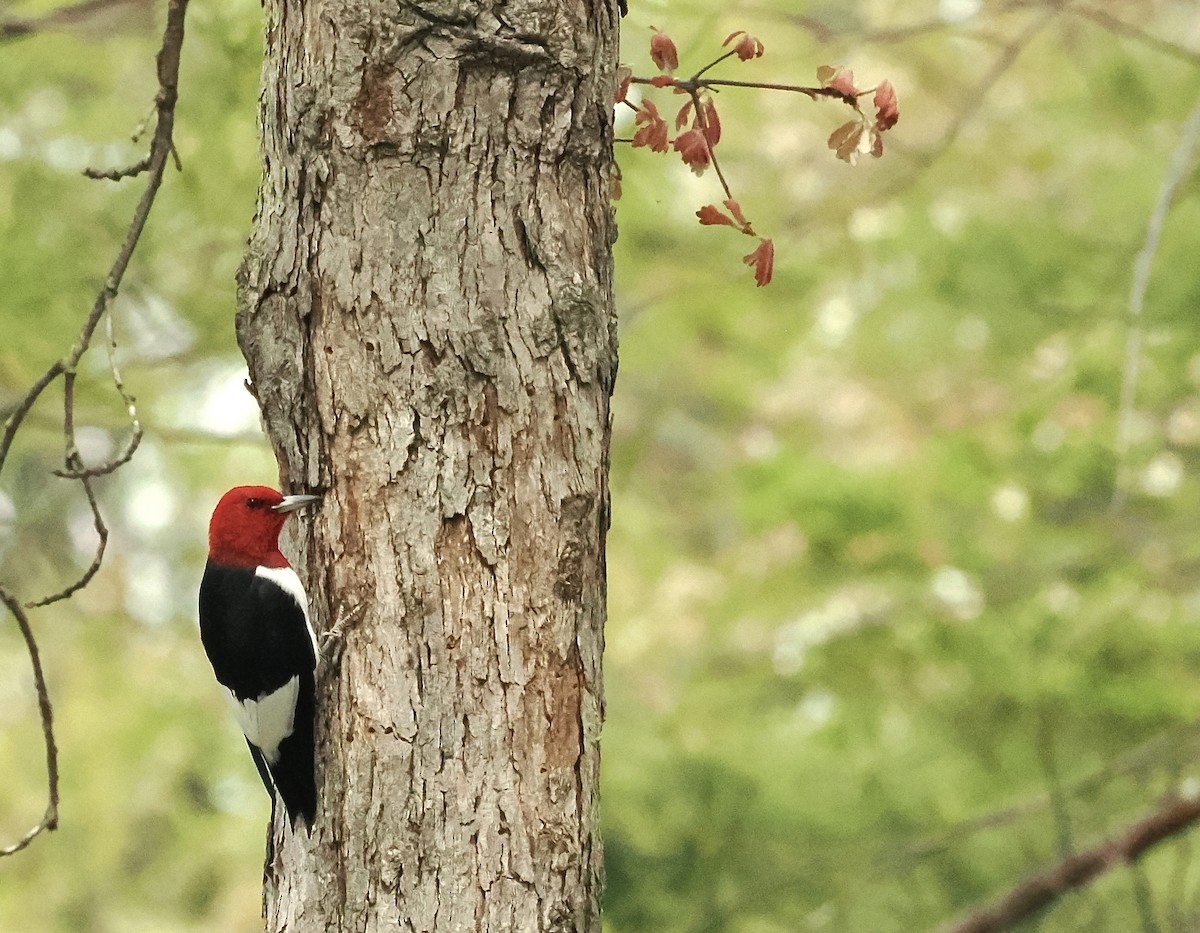 Red-headed Woodpecker - ML617822936