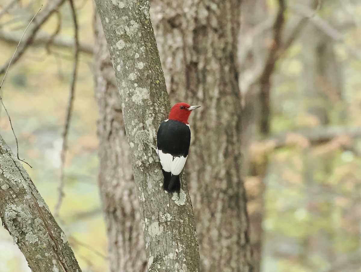 Red-headed Woodpecker - ML617822937