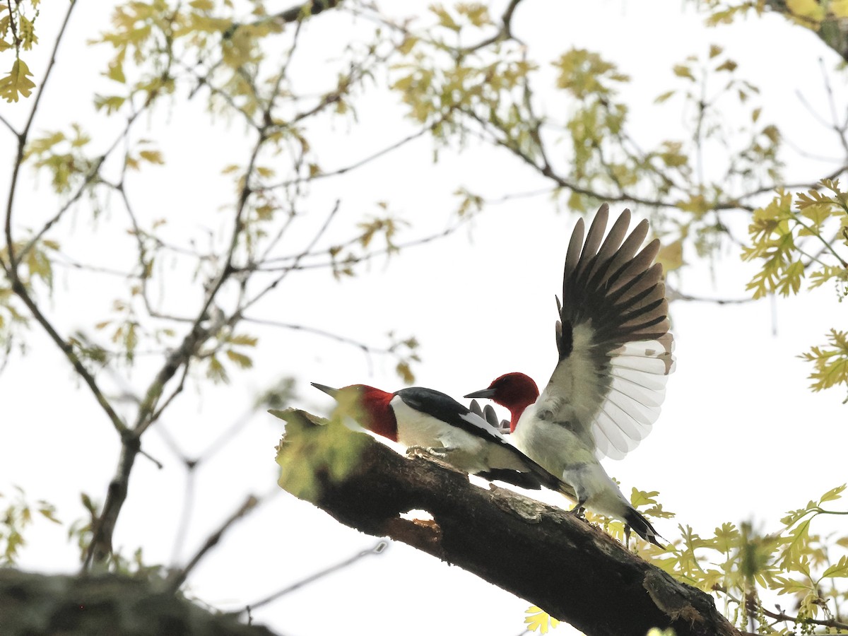 Red-headed Woodpecker - Terry Master