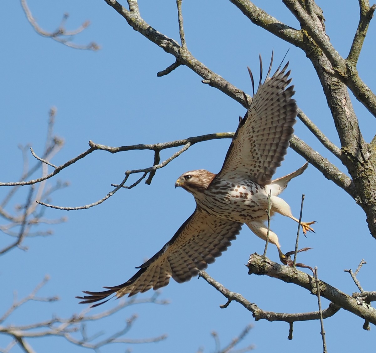 Red-tailed Hawk - ML617823031