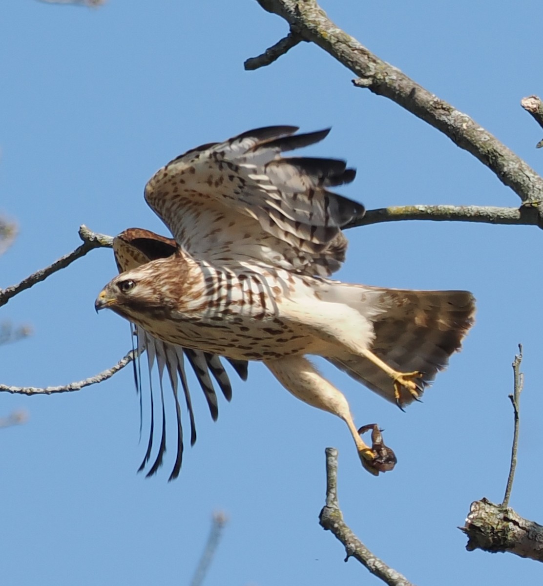 Red-tailed Hawk - ML617823045