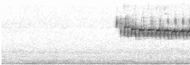 Араукариевая колючехвостка - ML617823075