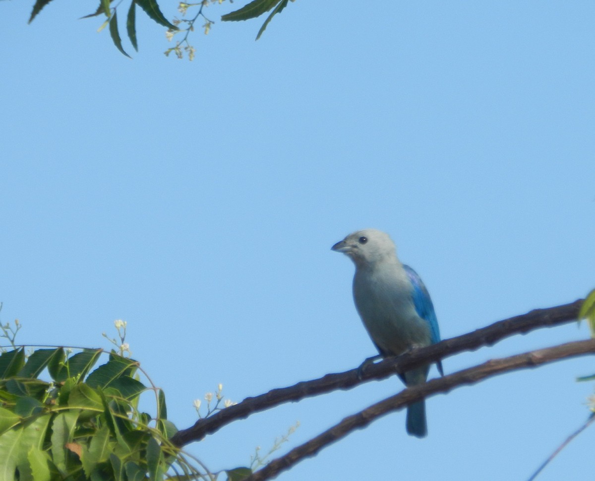 Blue-gray Tanager - ML617823142