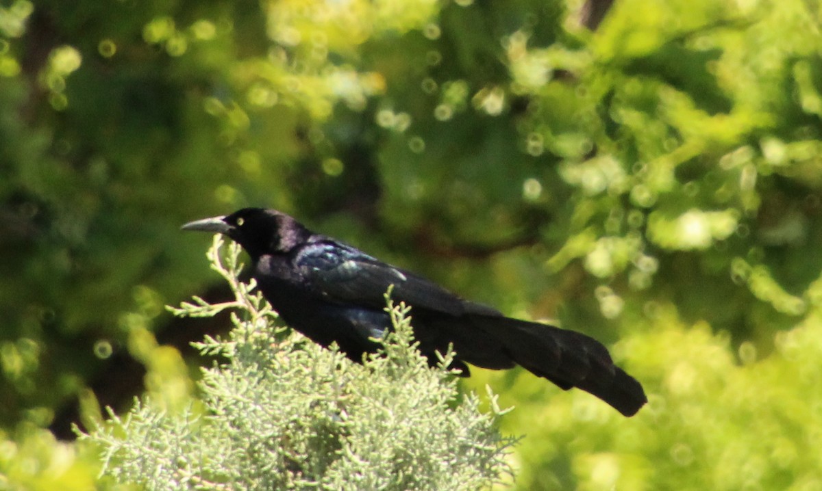 Great-tailed Grackle - ML617823145