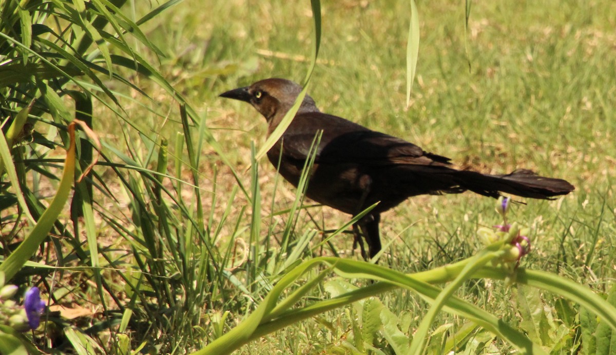 Great-tailed Grackle - Carole Swann