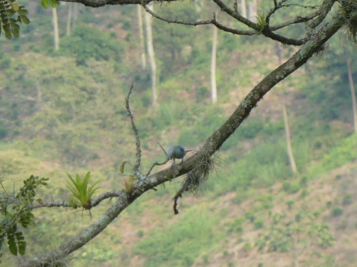 Blue-gray Tanager - ML617823182