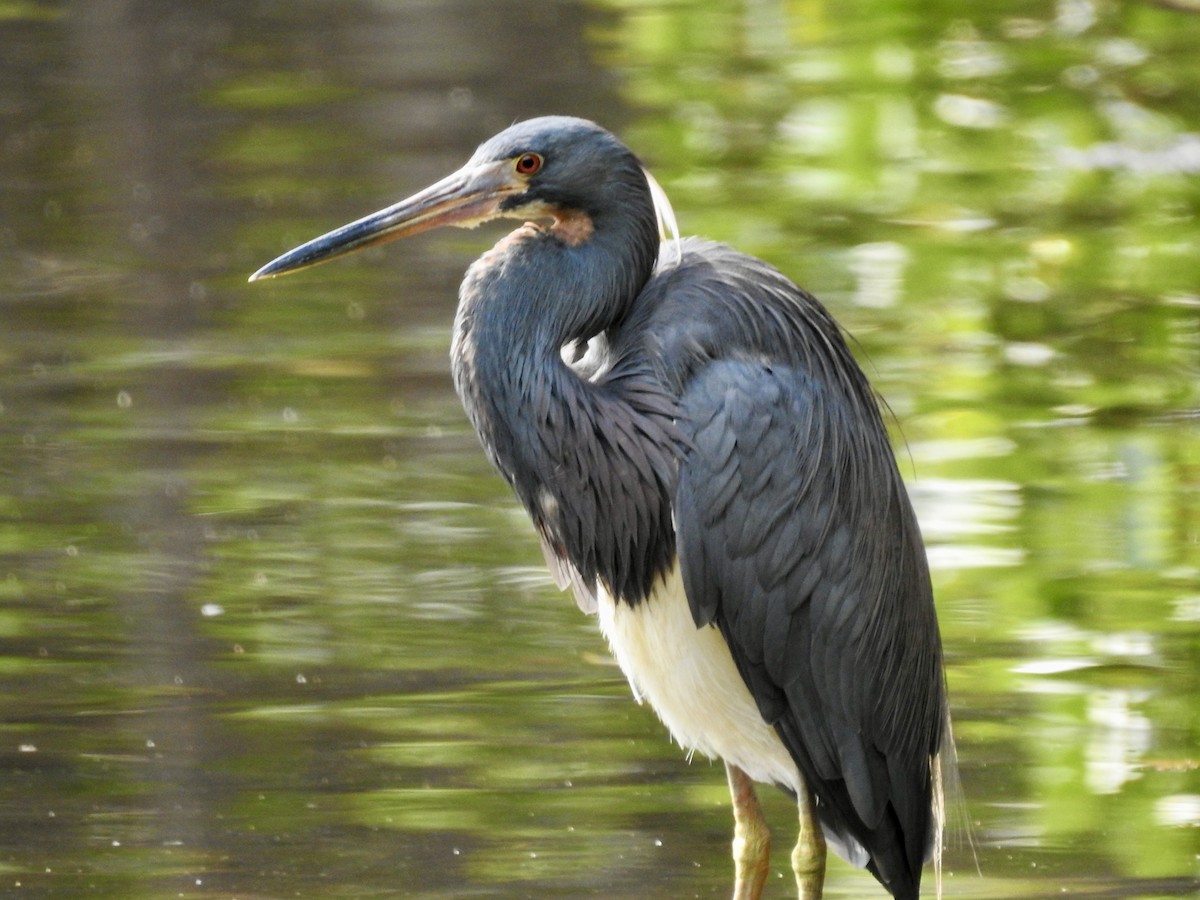 Tricolored Heron - Laurie  Keefe