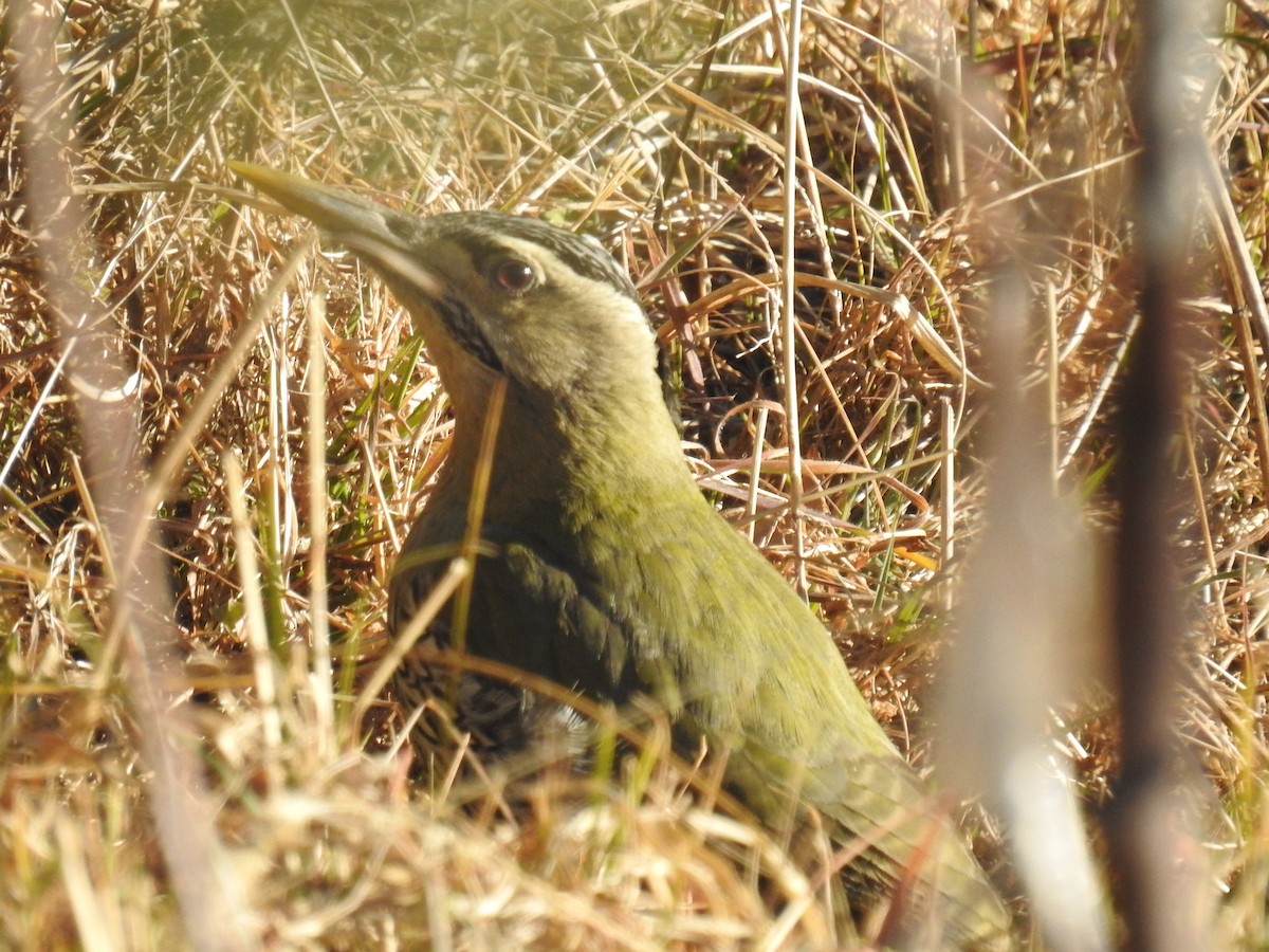 Gray-headed Woodpecker - Malyasri Bhattacharya