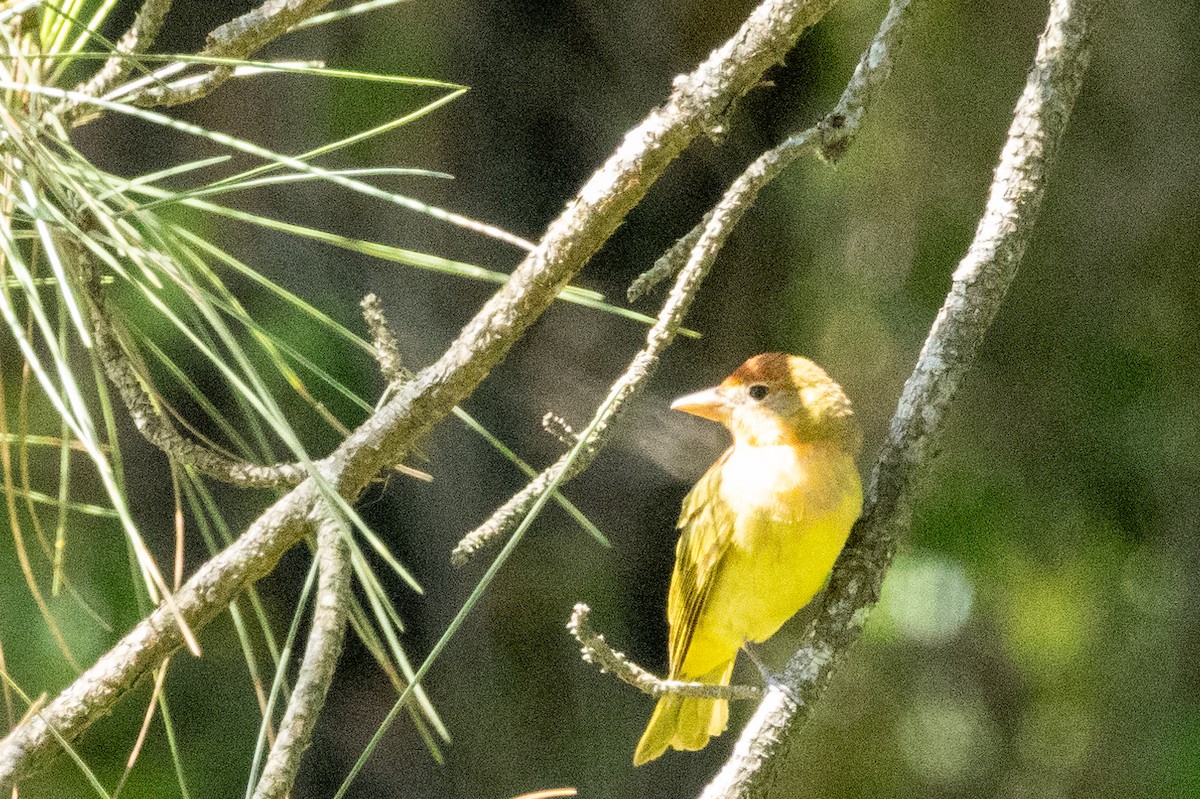 Summer Tanager - Tommy Mullen