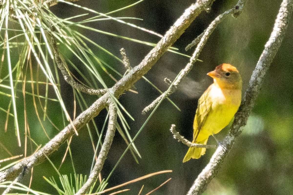 Summer Tanager - Tommy Mullen