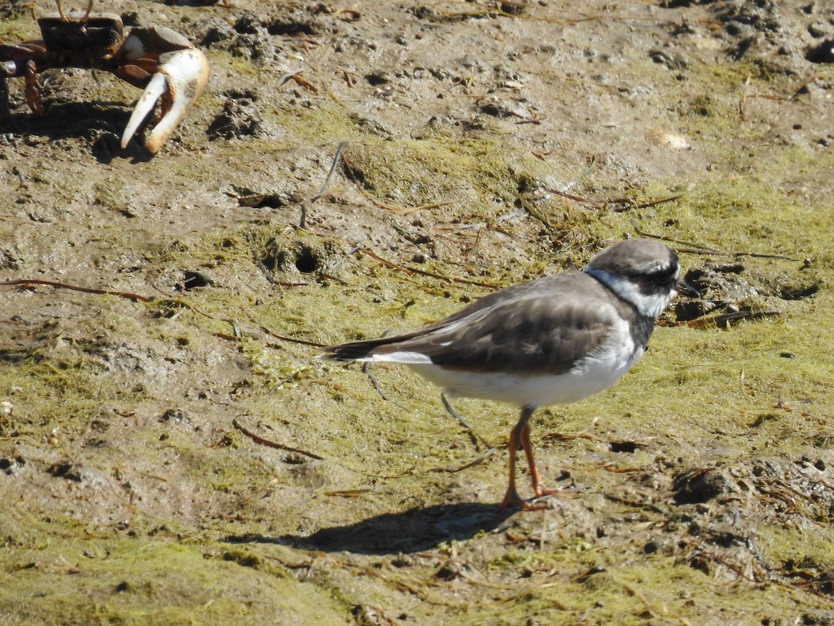 Common Ringed Plover - ML617823208