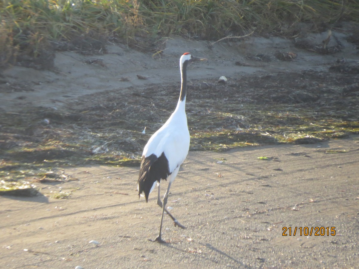 Red-crowned Crane - ML617823231