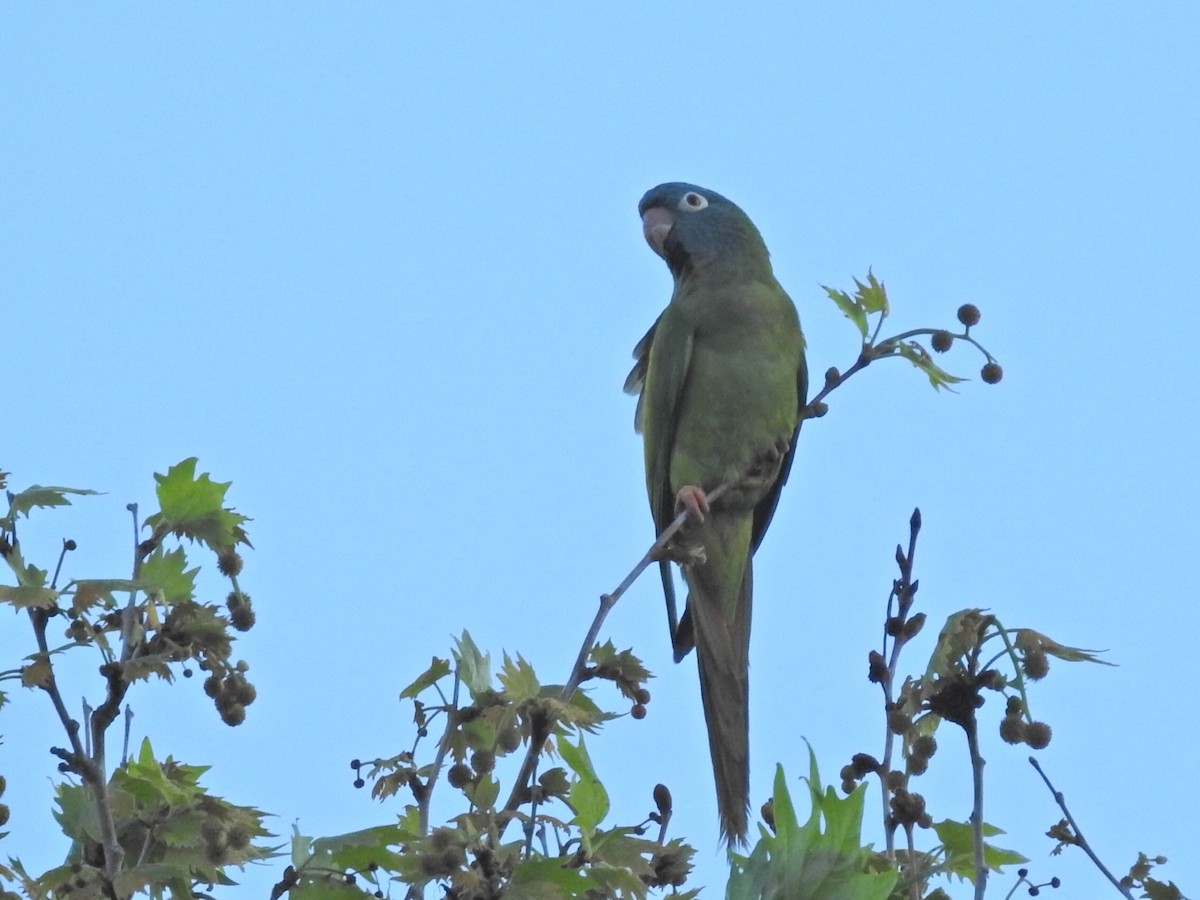 Blue-crowned Parakeet - ML617823244