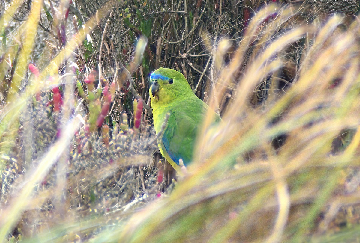Золотистобрюхий травяной попугайчик - ML617823247