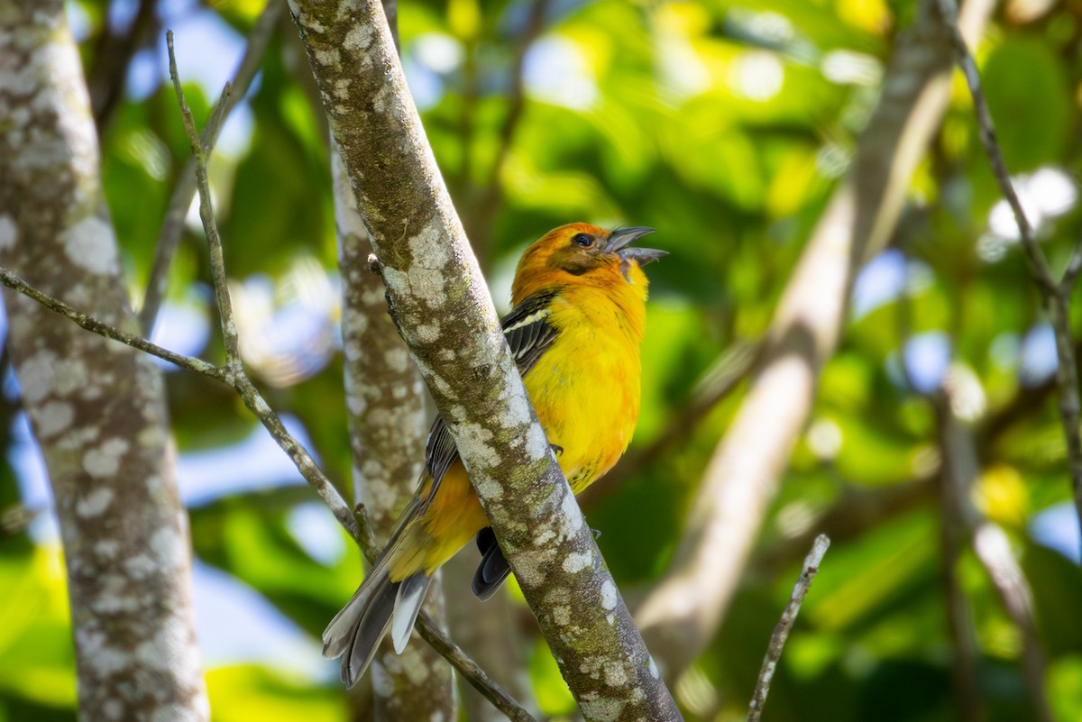 Flame-colored Tanager - Michael Warner