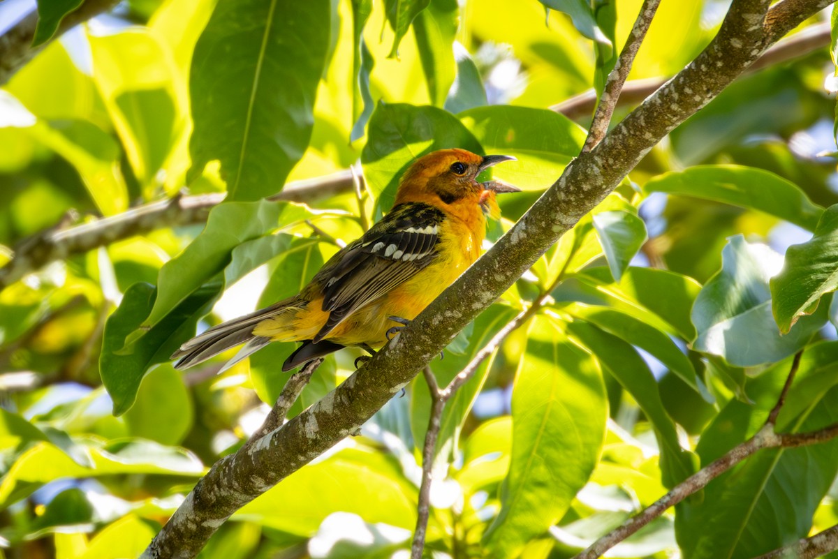 Flame-colored Tanager - ML617823287