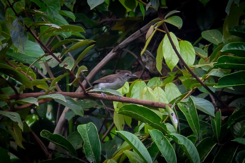 Sooty-capped Babbler - ML617823317