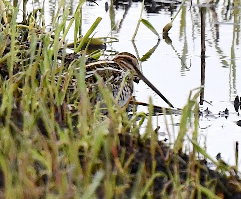 Ebird Checklist - 19 Apr 2024 - Lake Seldom - 8 Species