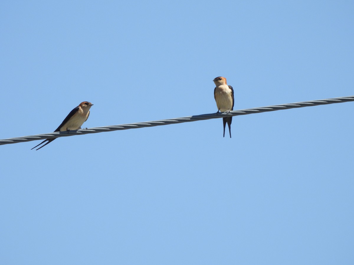 Red-rumped Swallow (Red-rumped) - ML617823429