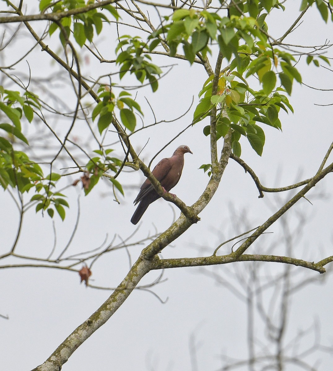 Pale-capped Pigeon - ML617823431
