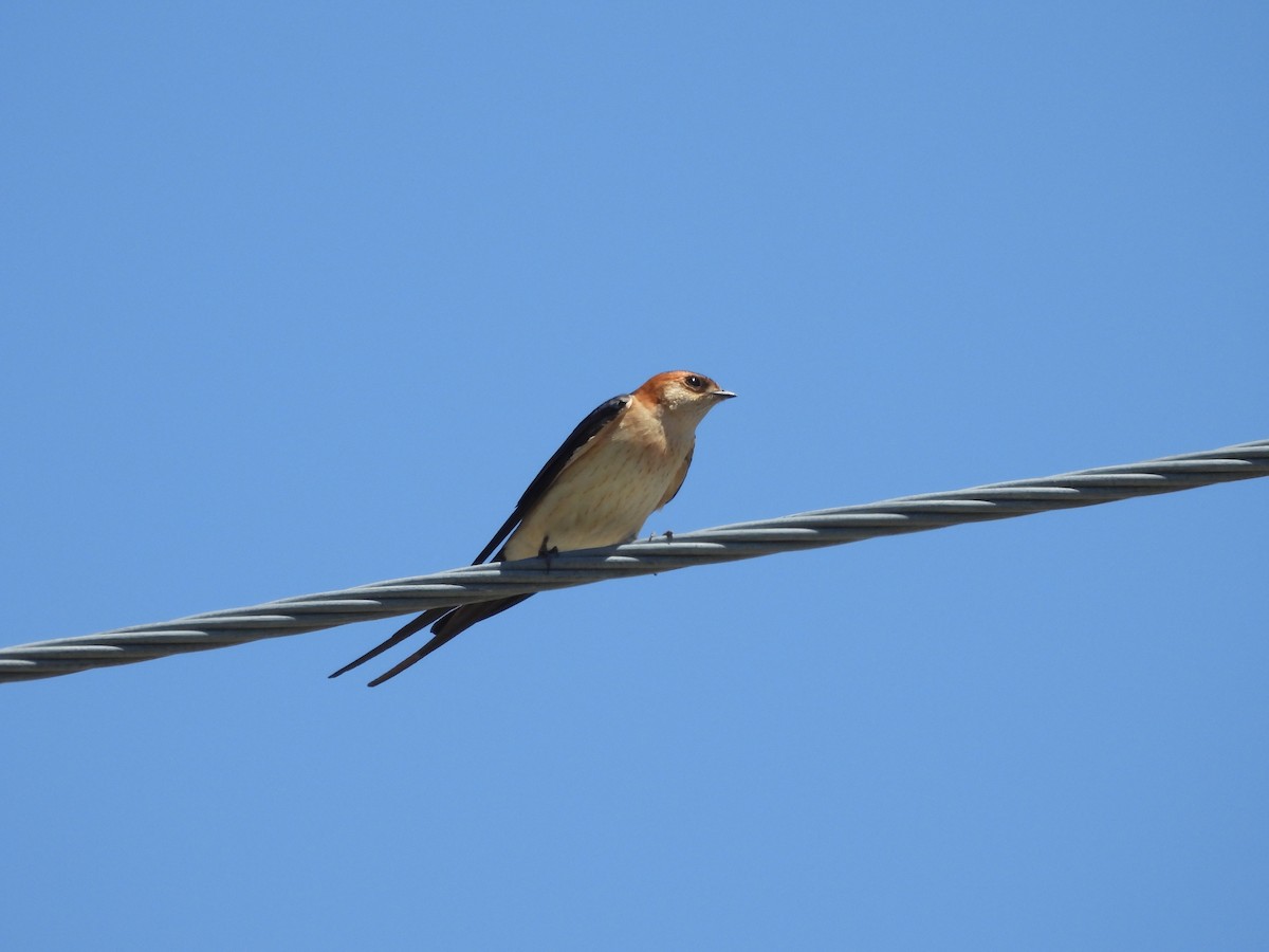 Red-rumped Swallow (Red-rumped) - ML617823434