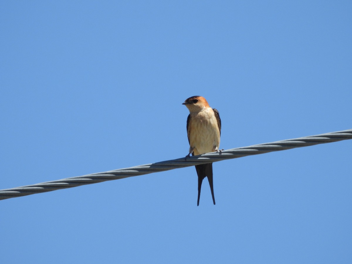 Red-rumped Swallow (Red-rumped) - ML617823435
