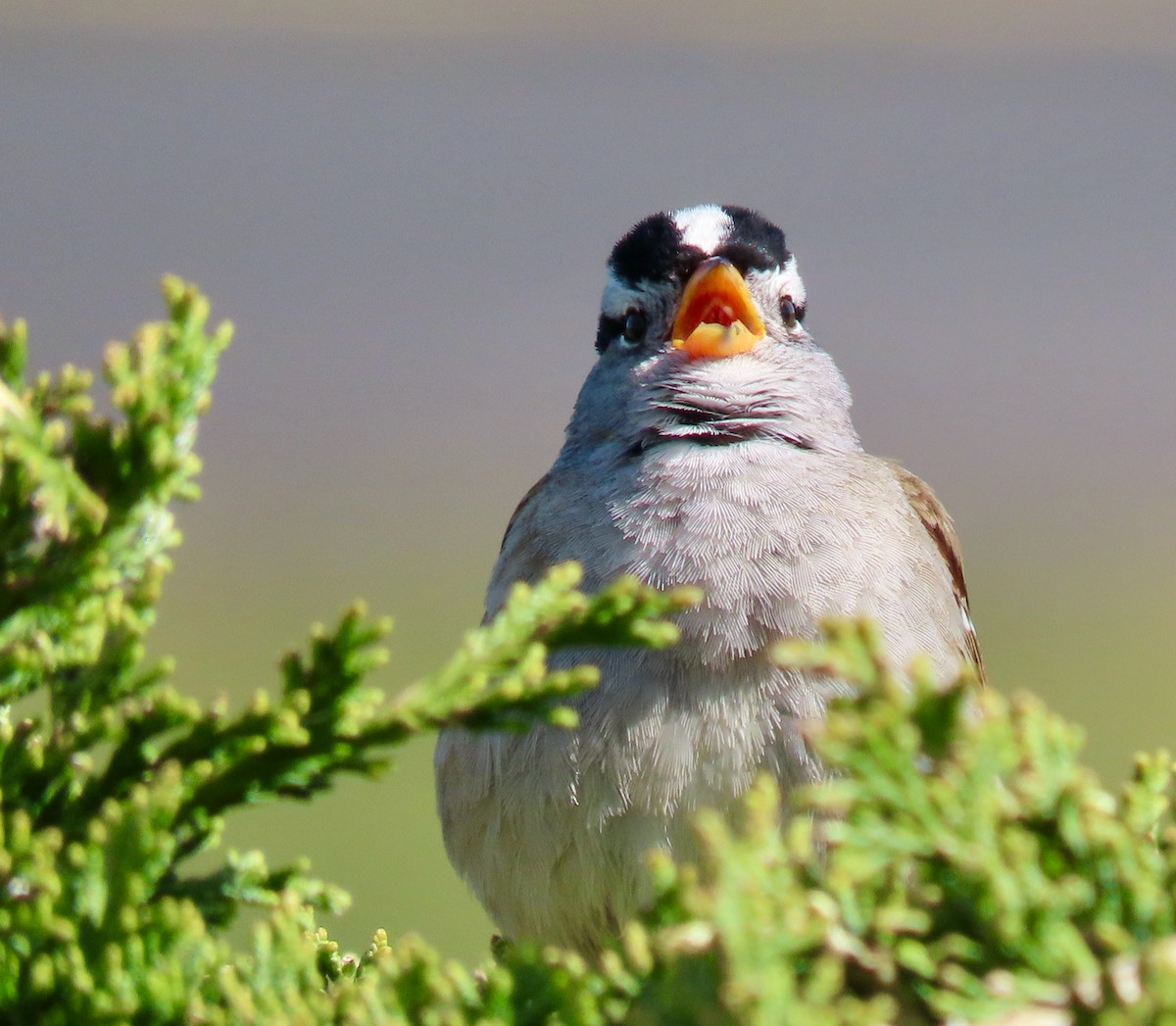 White-crowned Sparrow - ML617823489