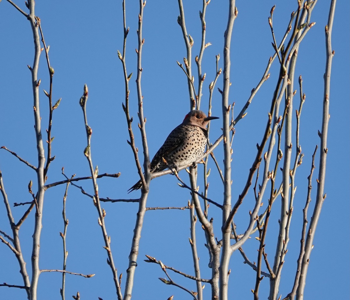 Northern Flicker (Yellow-shafted) - ML617823523