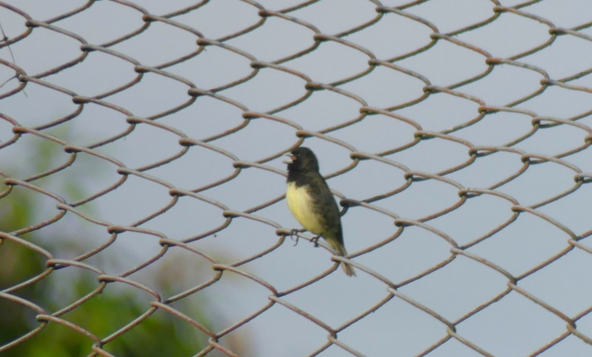 Yellow-bellied Seedeater - ML617823583