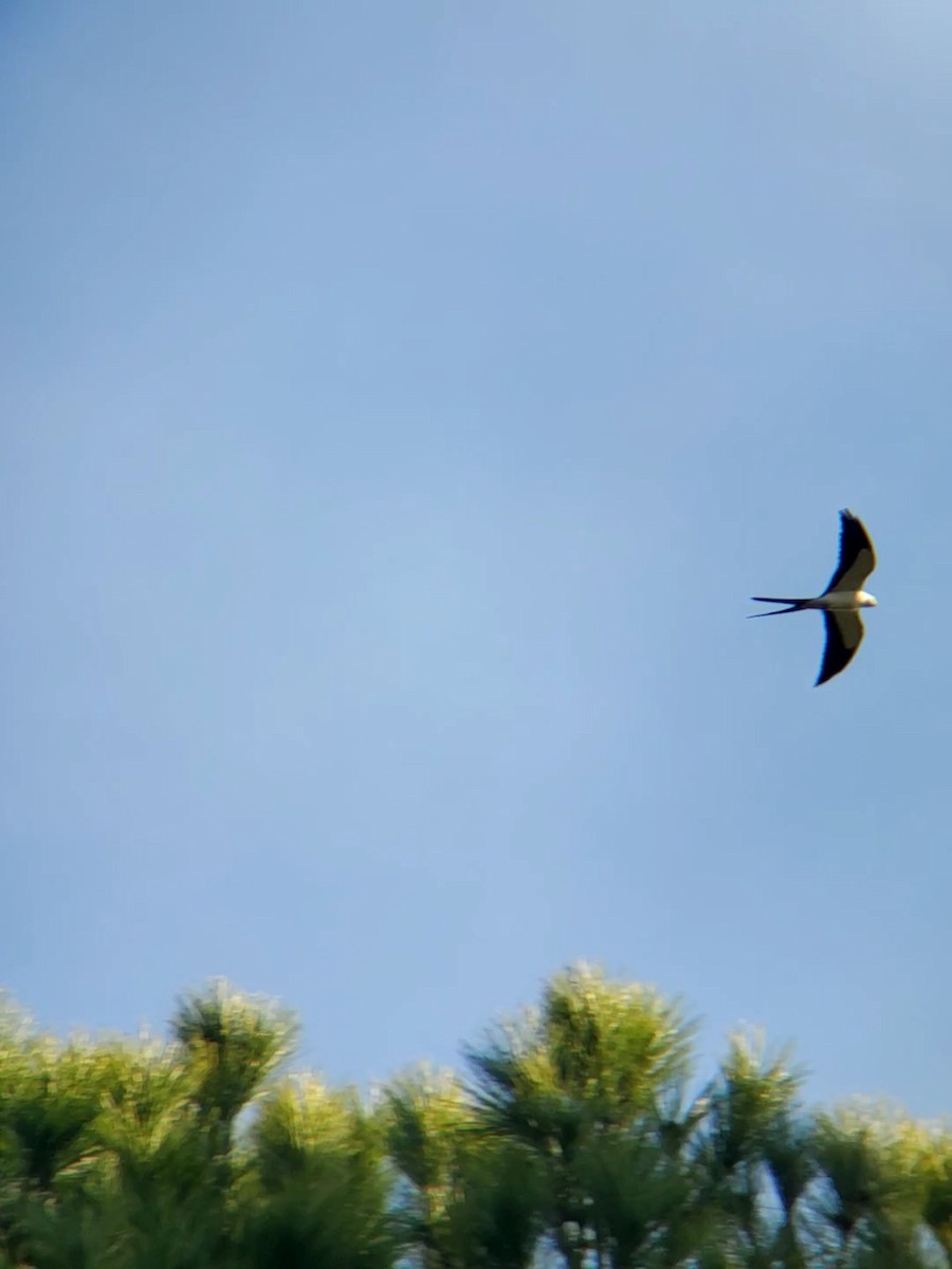 Swallow-tailed Kite - ML617823625
