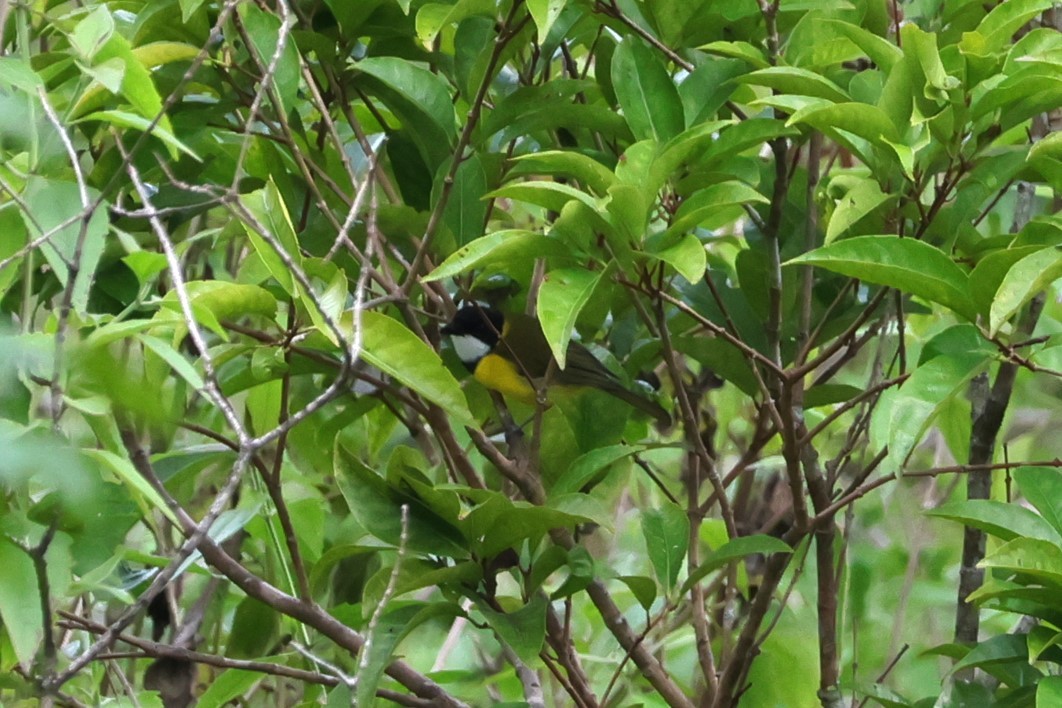 Yellow-throated Whistler (Timor) - ML617823662