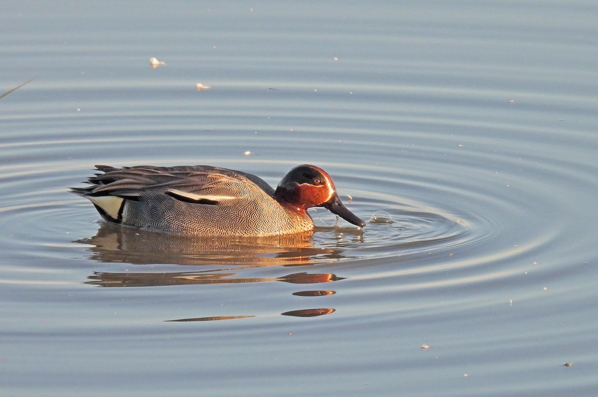 Green-winged Teal - ML617823682