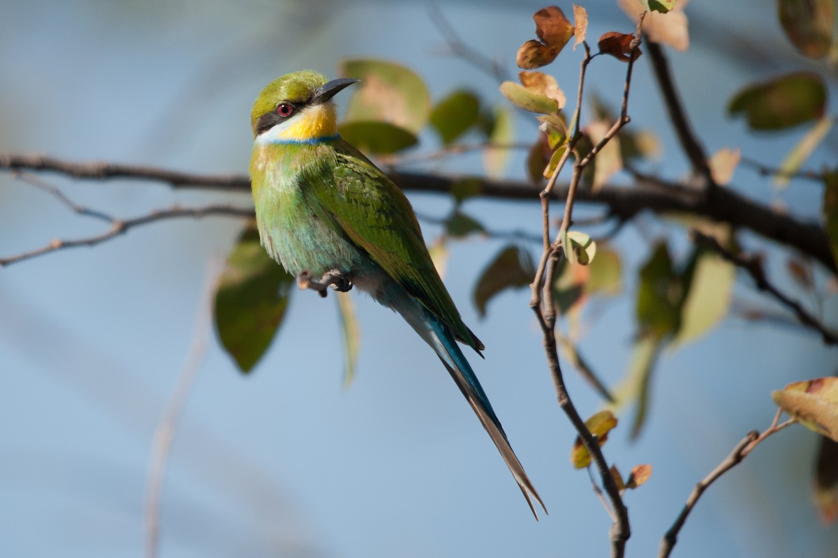 Swallow-tailed Bee-eater - Warren Schultze
