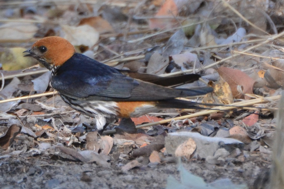 Lesser Striped Swallow - Warren Schultze