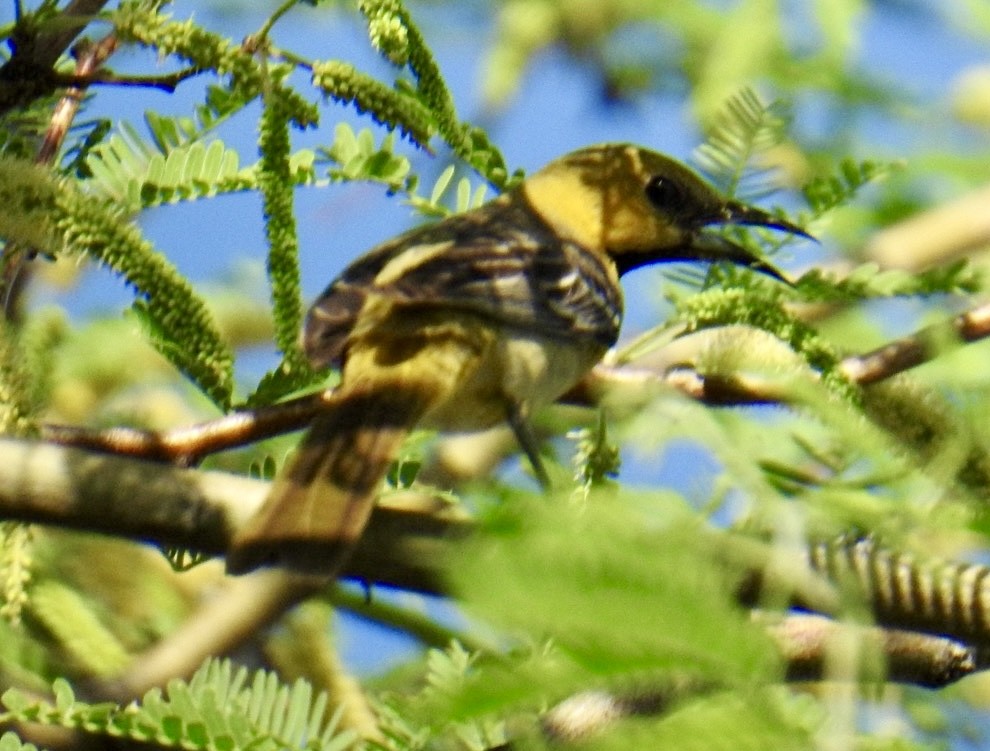 Hooded Oriole (nelsoni Group) - ML617823805