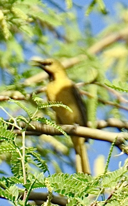 Hooded Oriole (nelsoni Group) - ML617823806