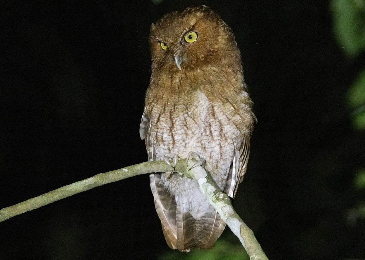 Santa Marta Screech-Owl - ML617823826
