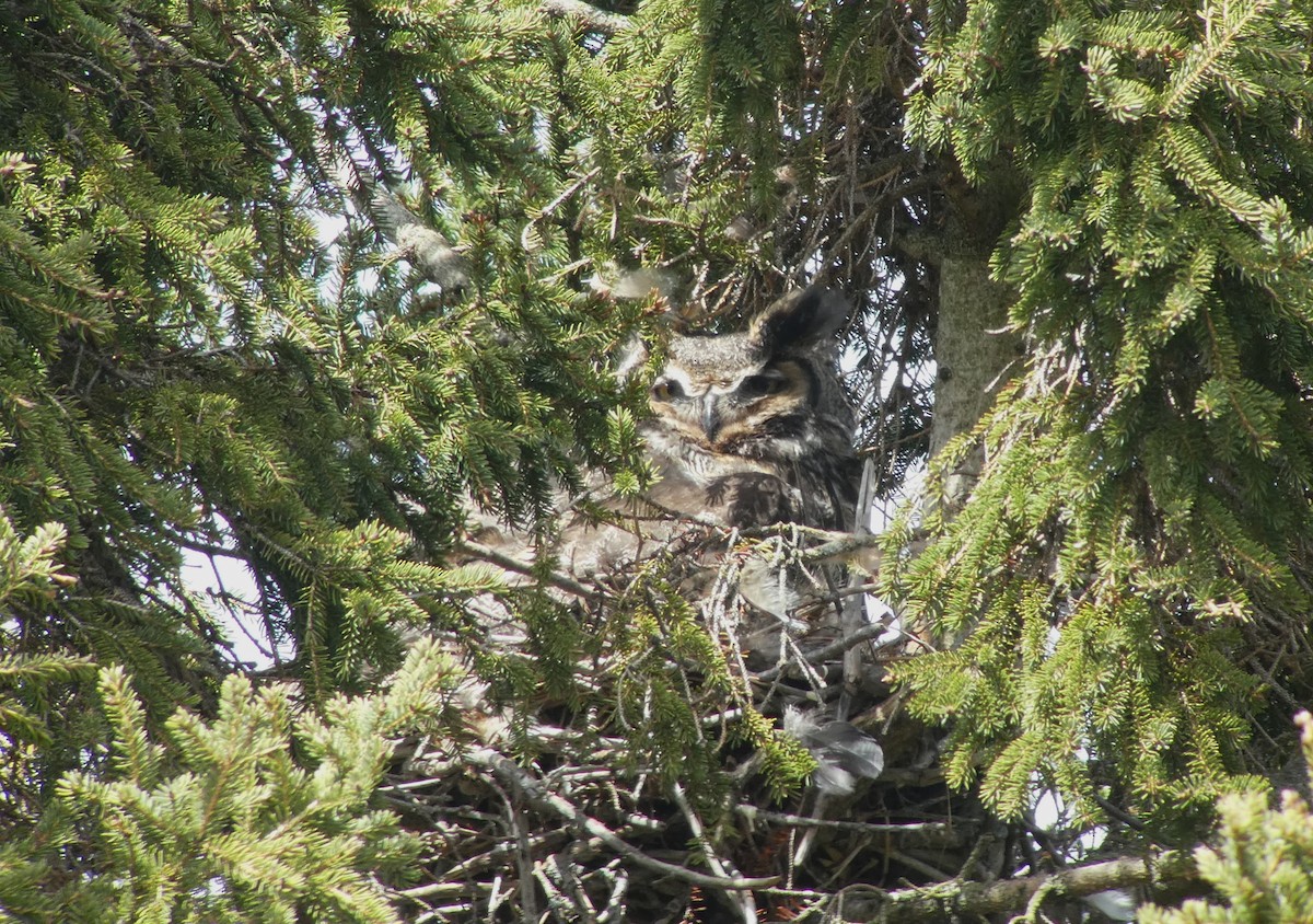 Great Horned Owl - ML617823853