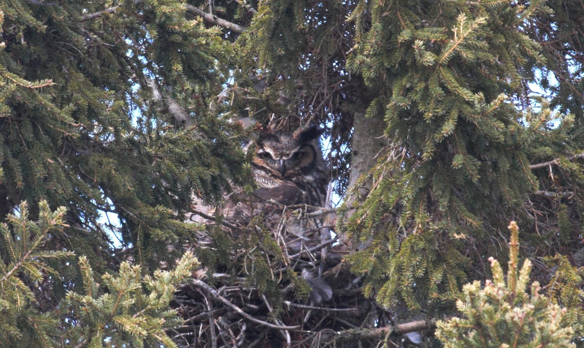 Great Horned Owl - ML617823854