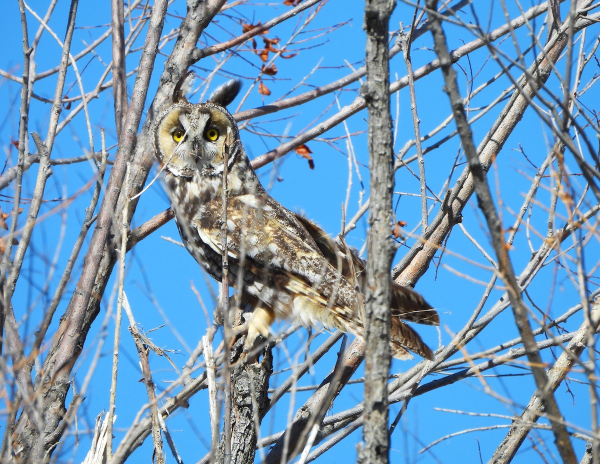 Long-eared Owl - Jan Thom