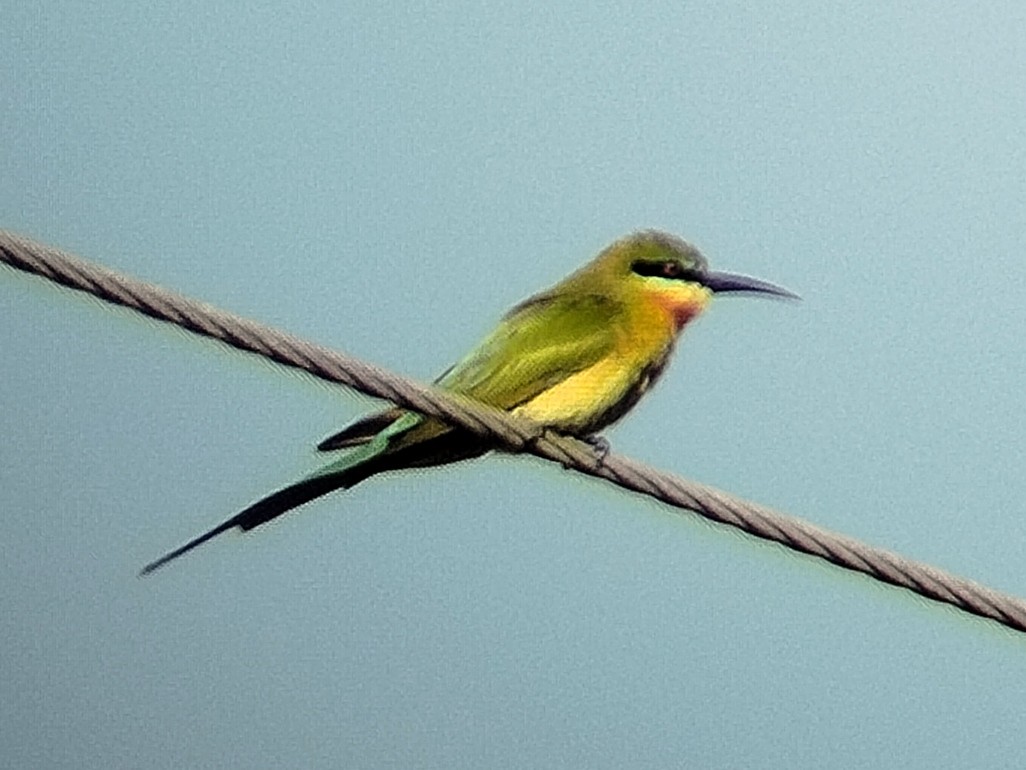 Blue-tailed Bee-eater - ML617823863
