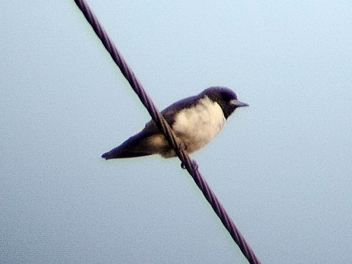 White-breasted Woodswallow - Lars Mannzen