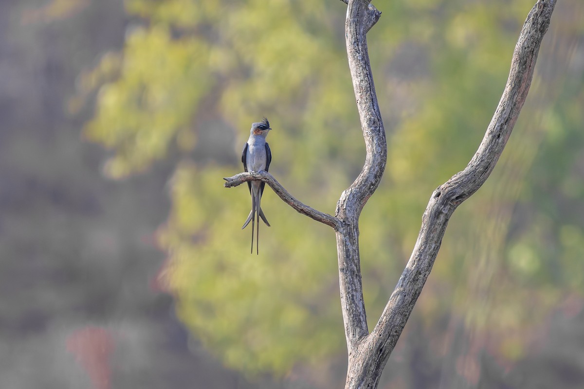 Crested Treeswift - Anand T